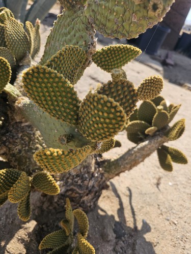 Bunnys ears cactus - ,, opuntia